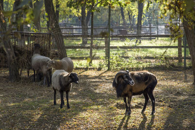 Horses in a field