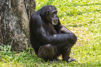 Monkey sitting in a sunlight