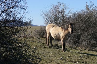 Horse standing in a row