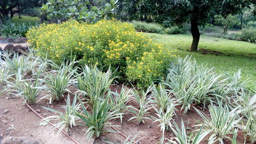 Plants growing on field