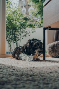 Cute black and white 2 months old havanese puppy enjoying a sweet potato chew on a rug.