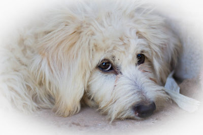 Close-up portrait of a dog