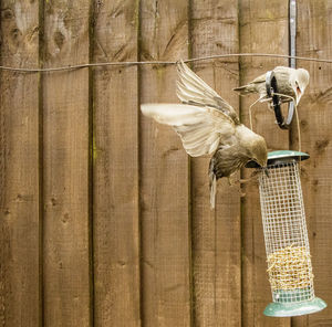 Close-up of bird perching on wooden post