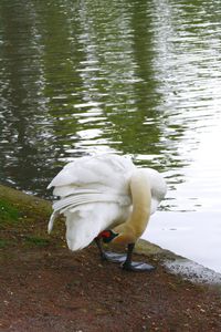 White swan in lake