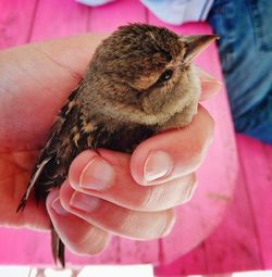 Close-up of hand holding bird