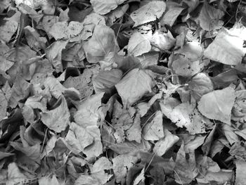 Full frame shot of leaves