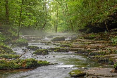 Scenic view of waterfall in forest