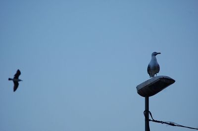 Low angle view of bird perching against clear blue sky