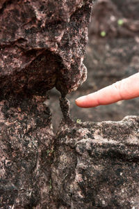 Close-up of hand touching tree