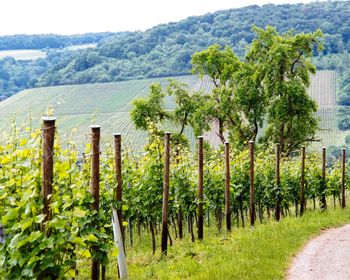 Scenic view of vineyard