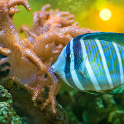 Close-up of fish swimming in sea