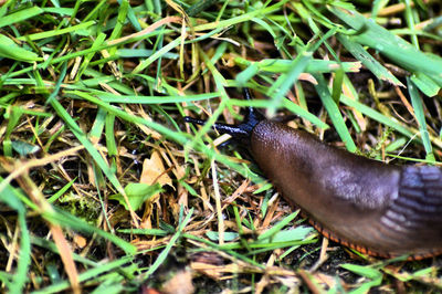 High angle view of a bird on field
