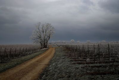 Bare tree on field against sky