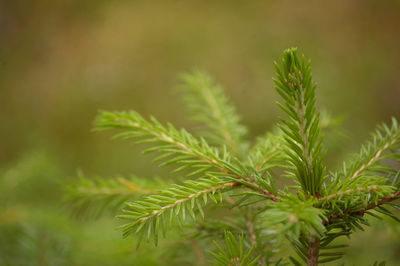 Close-up of plant growing outdoors