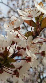 Close-up of white cherry blossoms in spring