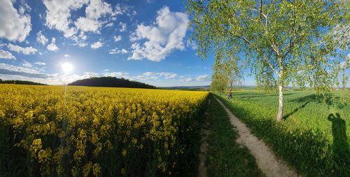 Scenic view of agricultural field against sky