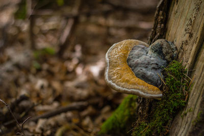 Close-up of mushroom growing on tree trunk