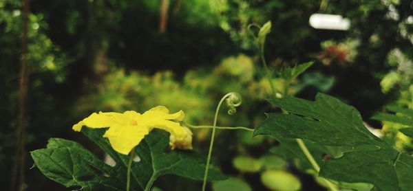 Close-up of yellow flowering plant