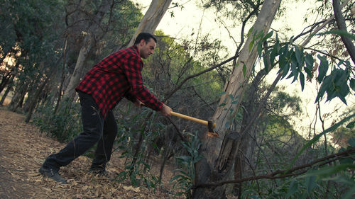 Lumberjack man is cutting a tree trunk in a forest