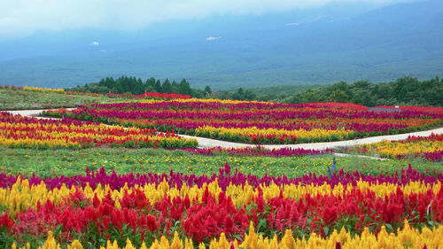 View of flowering plants on field against sky