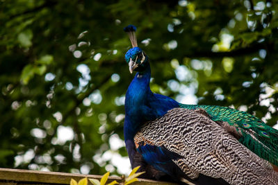 Close-up of peacock perching on a tree