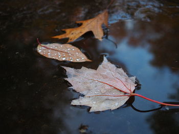 High angle view of dry maple leaves floating on water puddle after rain