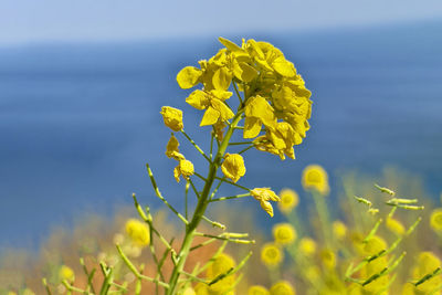 Close-up of yellow flowering plant