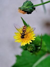 Close-up of butterfly pollinating on flower