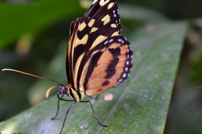 Close-up of butterfly on leaf