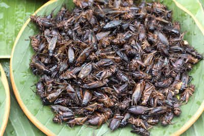 High angle view of fish in plate