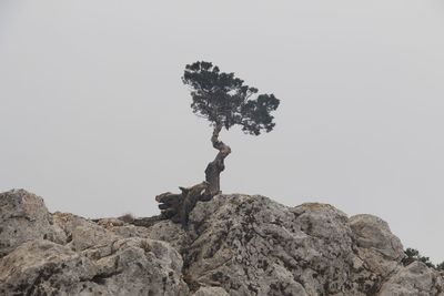 Low angle view of tree on hill against clear sky