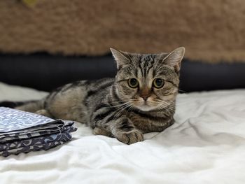 Portrait of a cat