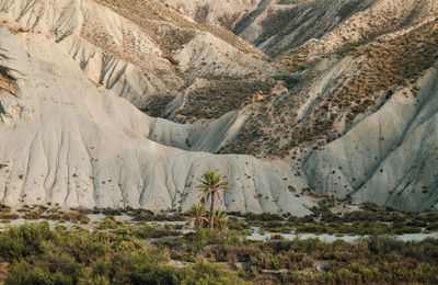 Scenic view of palm trees on tabernas desert in almeria, spain