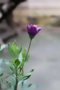 Close-up of flower blooming outdoors