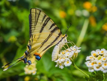 Close-up of butterfly on flower