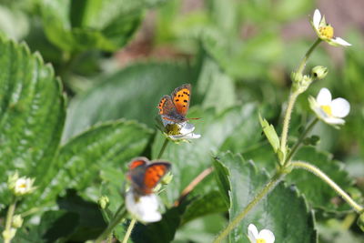 Close-up of ladybug on flower