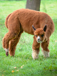 An alpaca in the pasture looks towards the photographer.