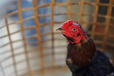 Close-up of rooster in cage