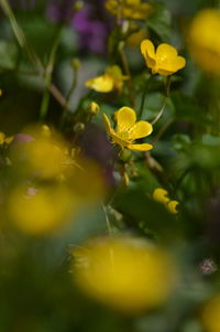 Close-up of yellow flower