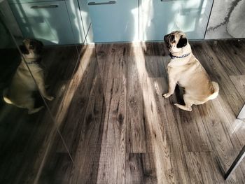 Dog sitting on hardwood floor