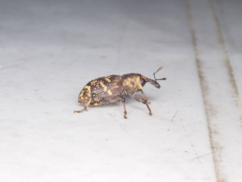 High angle view of insect on floor