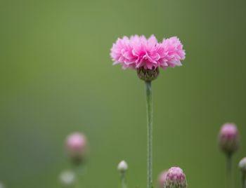 Close-up of pink flowers blooming in field