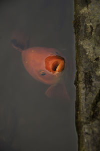 Close-up of jellyfish swimming in water