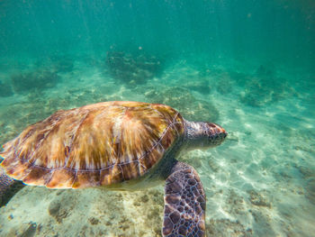 View of turtle in sea