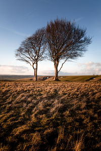 Bare tree on field against sky