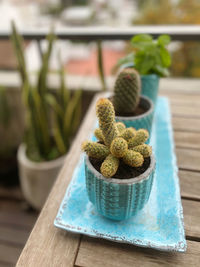 Close-up of succulent plant on table