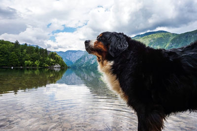 Dog looking at lake