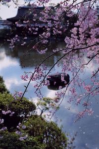 Close-up of fresh flowers on tree