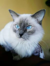 Close-up portrait of cat