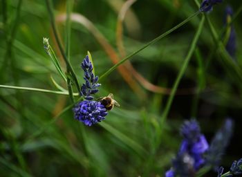 Close-up of insect on purple flower